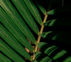Saw palmetto